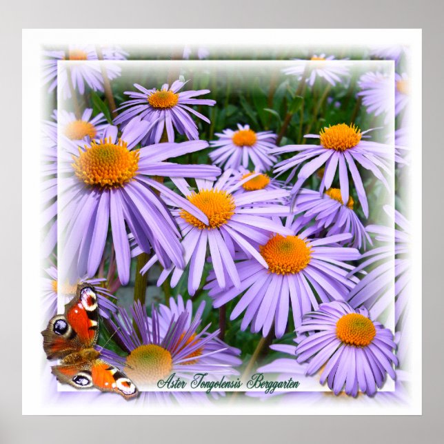 Aster ~ Poster (Framsidan)