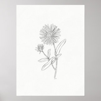 Aster Sketch-utskrift Poster