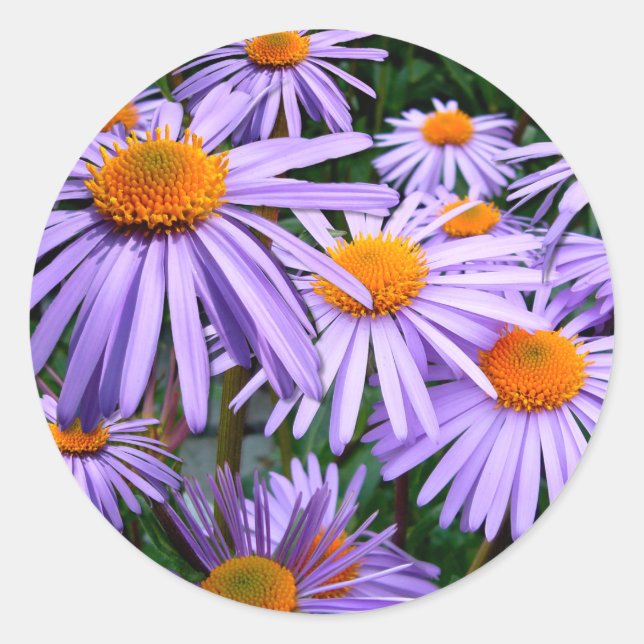 Aster-Tongolensis-blomma Runt Klistermärke (Framsida)