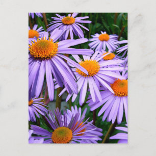Aster-Tongolensis blomma Vykort