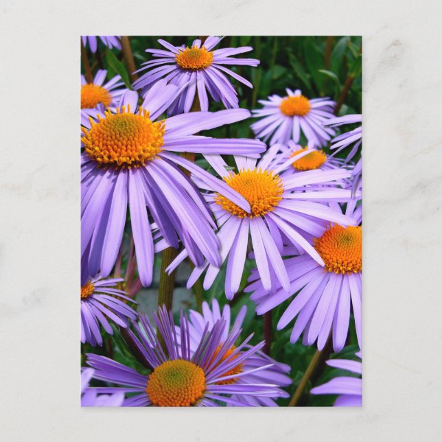 Aster-Tongolensis blomma Vykort (Framsida)