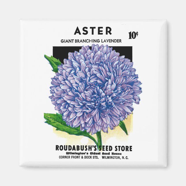 Aster Vintage Seed Packet Magnet (Framsidan)