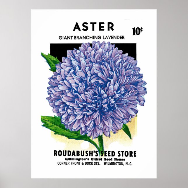 Aster Vintage Seed Packet Poster (Framsidan)