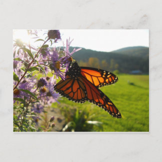 Aster Visitor Vykort