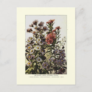 Asterblommor Vykort
