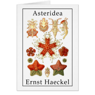 Asteridea av Ernst Haeckel Hälsningskort