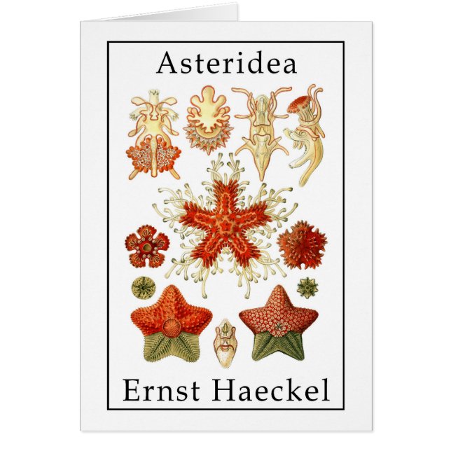 Asteridea av Ernst Haeckel Hälsningskort (Framsidan)
