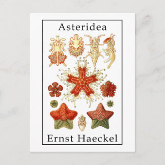 Asteridea av Ernst Haeckel Vykort
