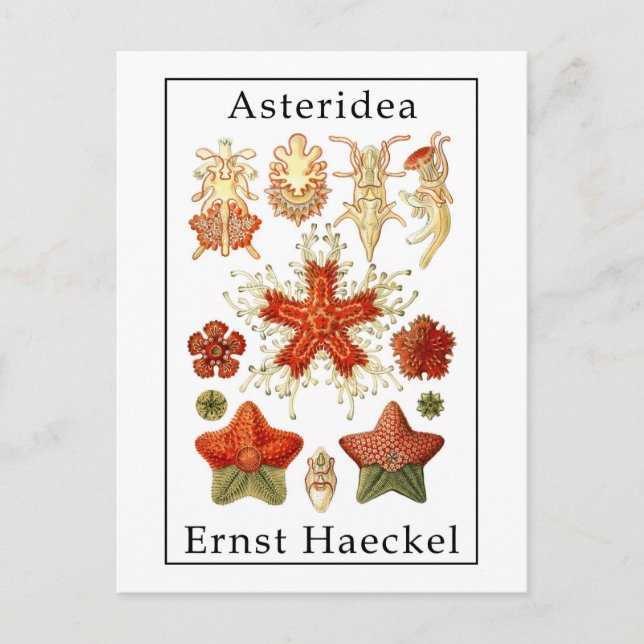 Asteridea av Ernst Haeckel Vykort (Framsida)