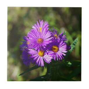 Asterruta Kakelplatta
