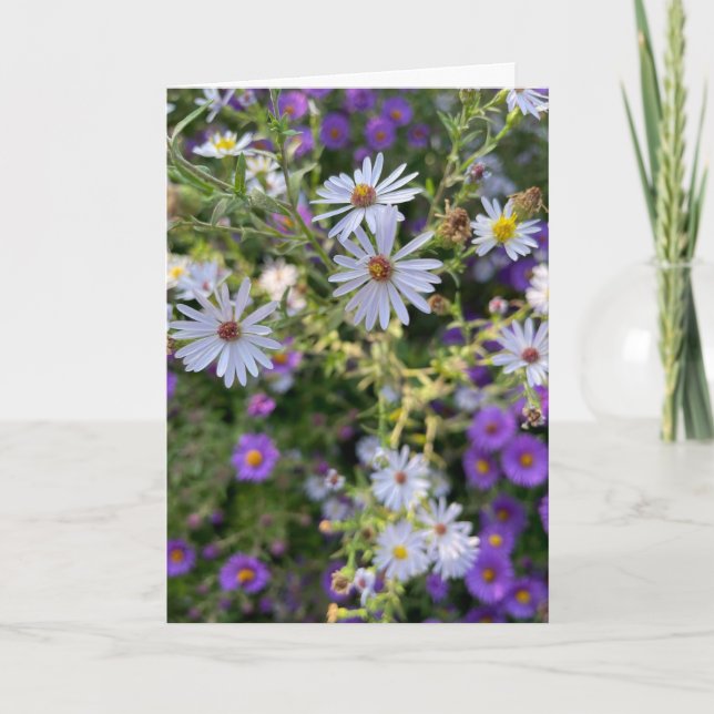 Asters Kort (Framsida)