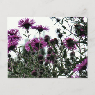 Asters med vit bakgrund vykort