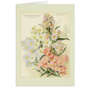 Asters (Michaelmas daisy) Hälsningskort