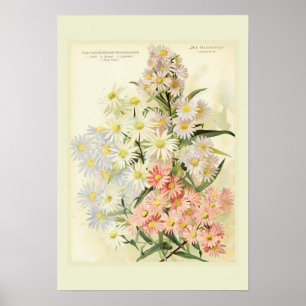 Asters (Michaelmas-daisyn) Poster