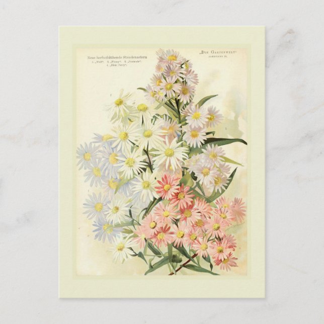 Asters (Michaelmas-daisyn) Vykort (Framsida)