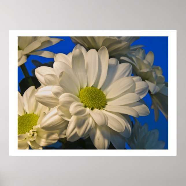 Asters Poster (Framsidan)