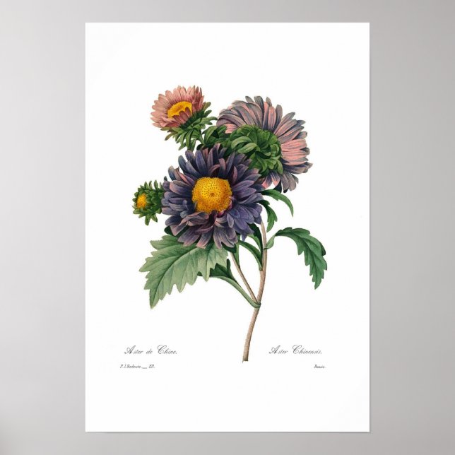 Asters Poster (Framsidan)