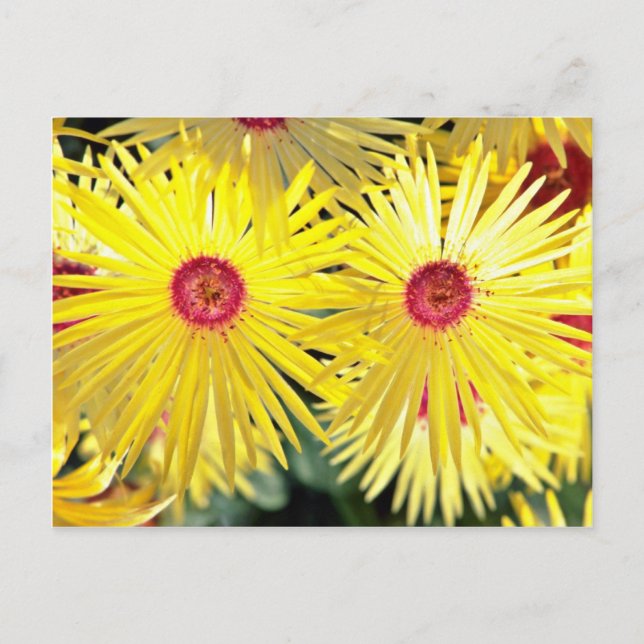 Asters Rosa Vykort (Framsida)