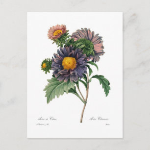 Asters Vykort