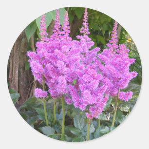 Astilbe~-klistermärke Runt Klistermärke