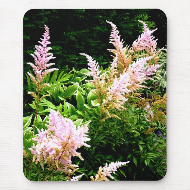 Astilbe Musmatta (Framsidan)