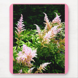 Astilbe Musmatta