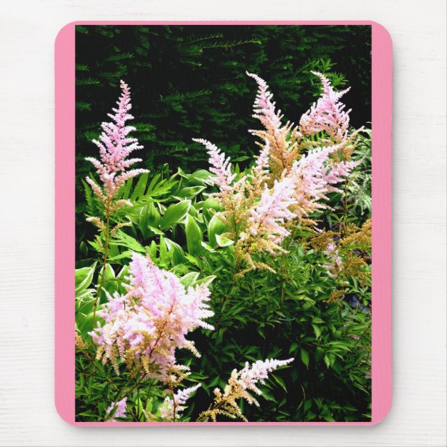Astilbe Musmatta (Framsidan)
