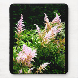 Astilbe Musmatta