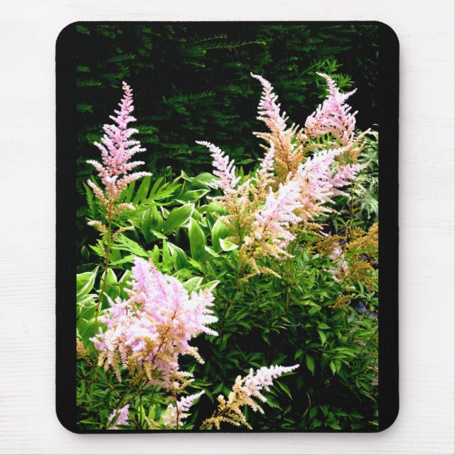 Astilbe Musmatta (Framsidan)