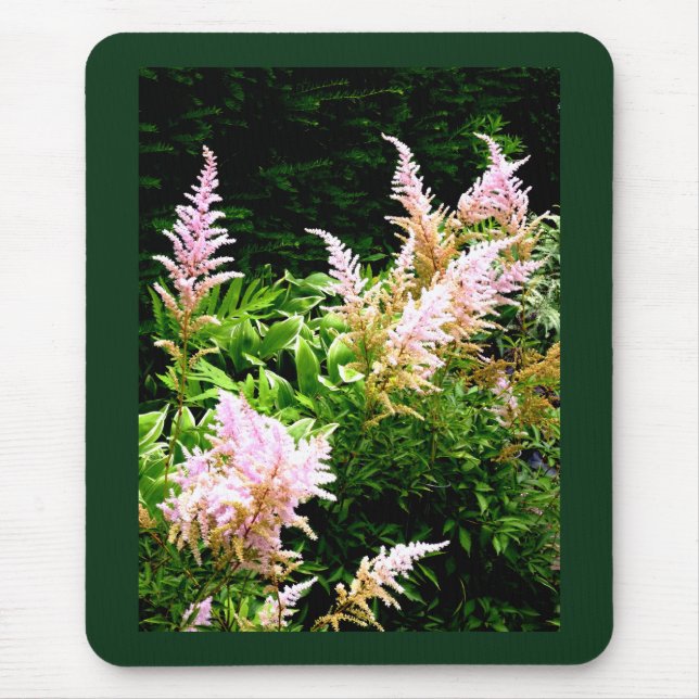 Astilbe Musmatta (Framsidan)