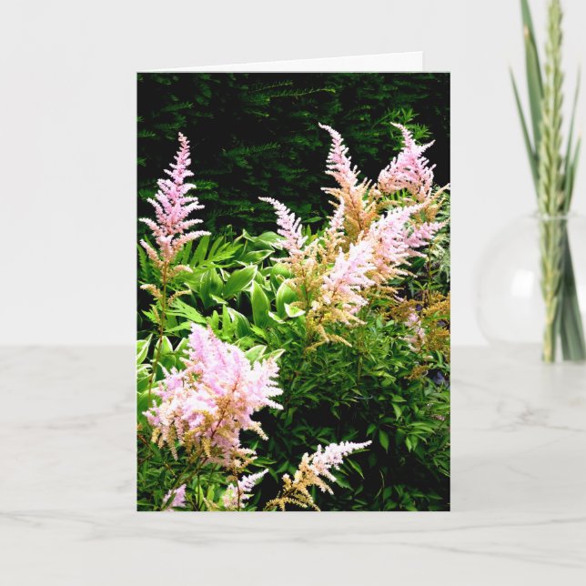 Astilbe Tack Kort (Framsida)