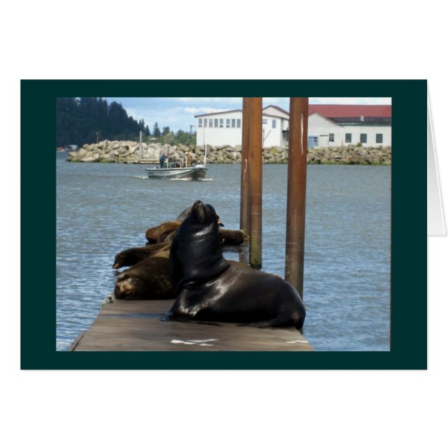Astoria Oregon Sealions Hälsningskort (Framsidan Horizontal)