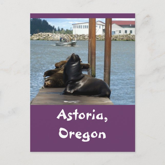 Astoria Oregon Sealions Vykort (Framsida)