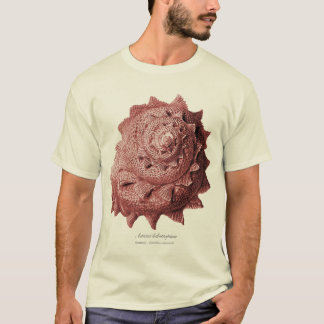 Astraea heliotropium tee