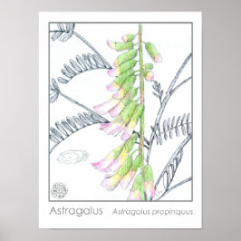 Astragalus Rosa Flowers Medicinal Herb Plant Poster
