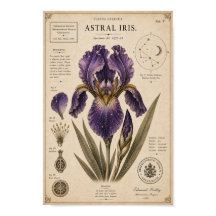 Astral Iris Victorian Botanical Museumtryck