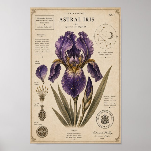 Astral Iris Victorian Botanical Museumtryck Poster (Framsidan)