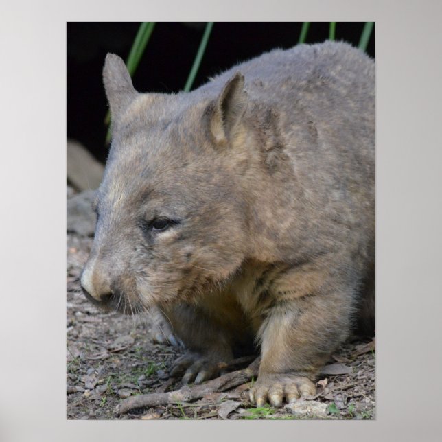 Astralian Wombat Poster (Framsidan)