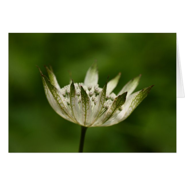 Astrantia Hälsningskort (Framsidan Horizontal)