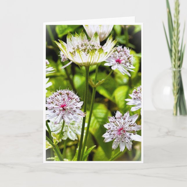 Astrantia Major, det Underbara masterwort Blank Ca Inbjudan (Framsida)