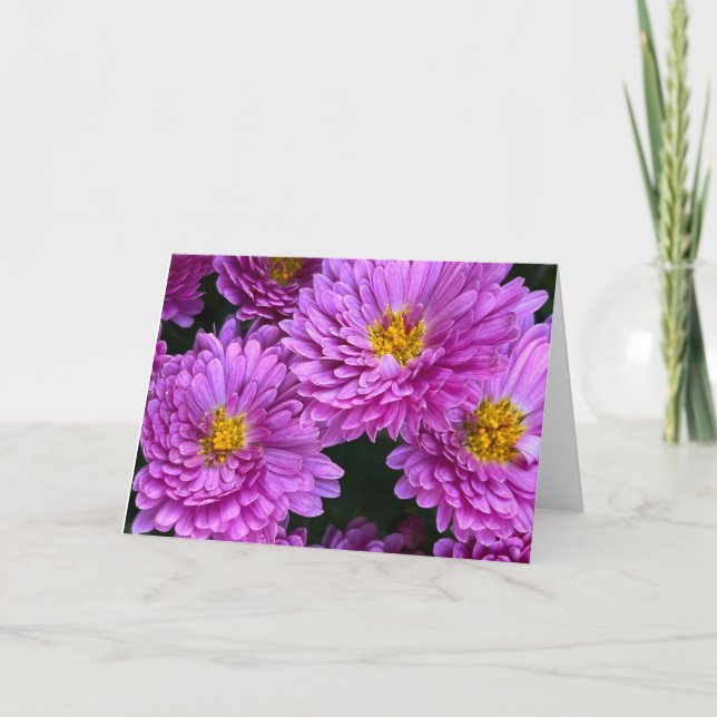 Astrar i full blomning tom kort (Framsida)