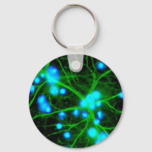 Astrocyte är stjärnan formade Glial celler i Nyckelring