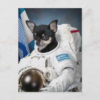 Astronaut Chihuahua vykort