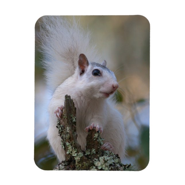 Astronaut Squirrel Magnet (Vertikal)