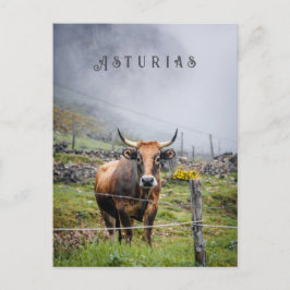 Asturias Mountain Cow Travel, decorative text Vykort