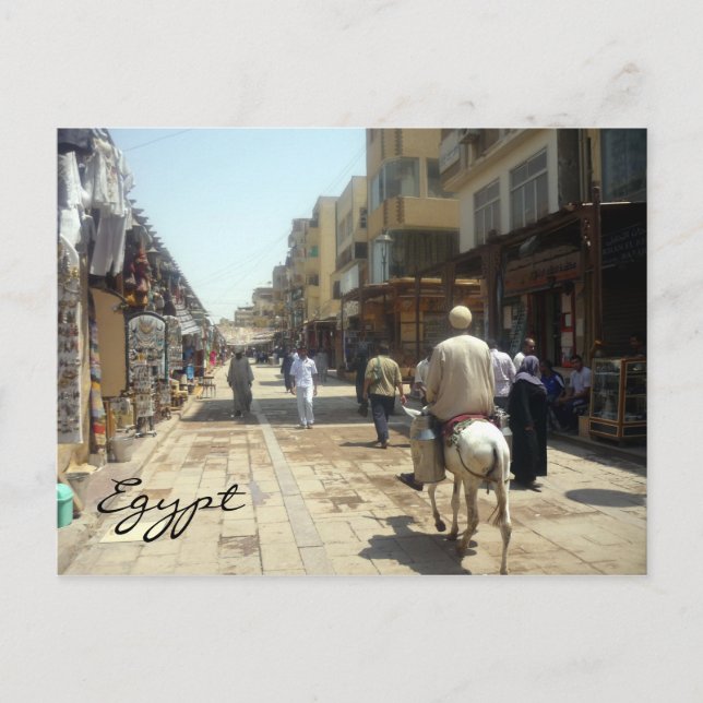 aswan donkey vykort (Framsida)