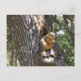 Ät dina morötter vykort