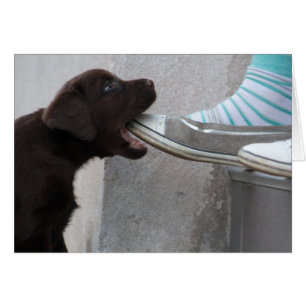 Ät min sko! Labrador Puppy Hälsningskort