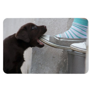 Ät min sko! Labrador Puppy Magnet