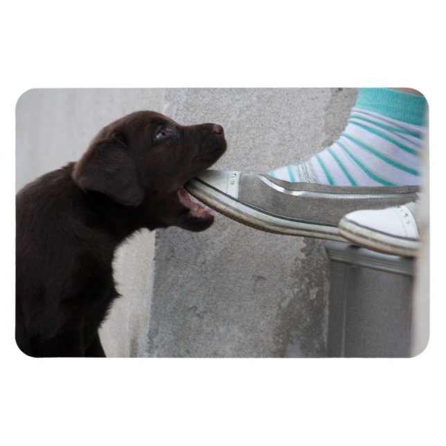 Ät min sko! Labrador Puppy Magnet (Horisontell)